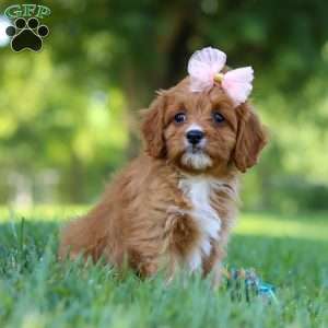 Darla, Cavapoo Puppy